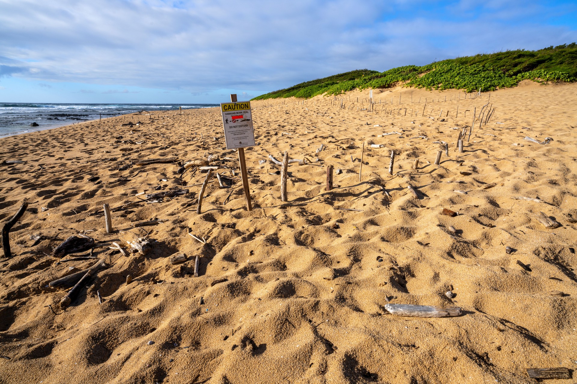 Monk seal warning sign