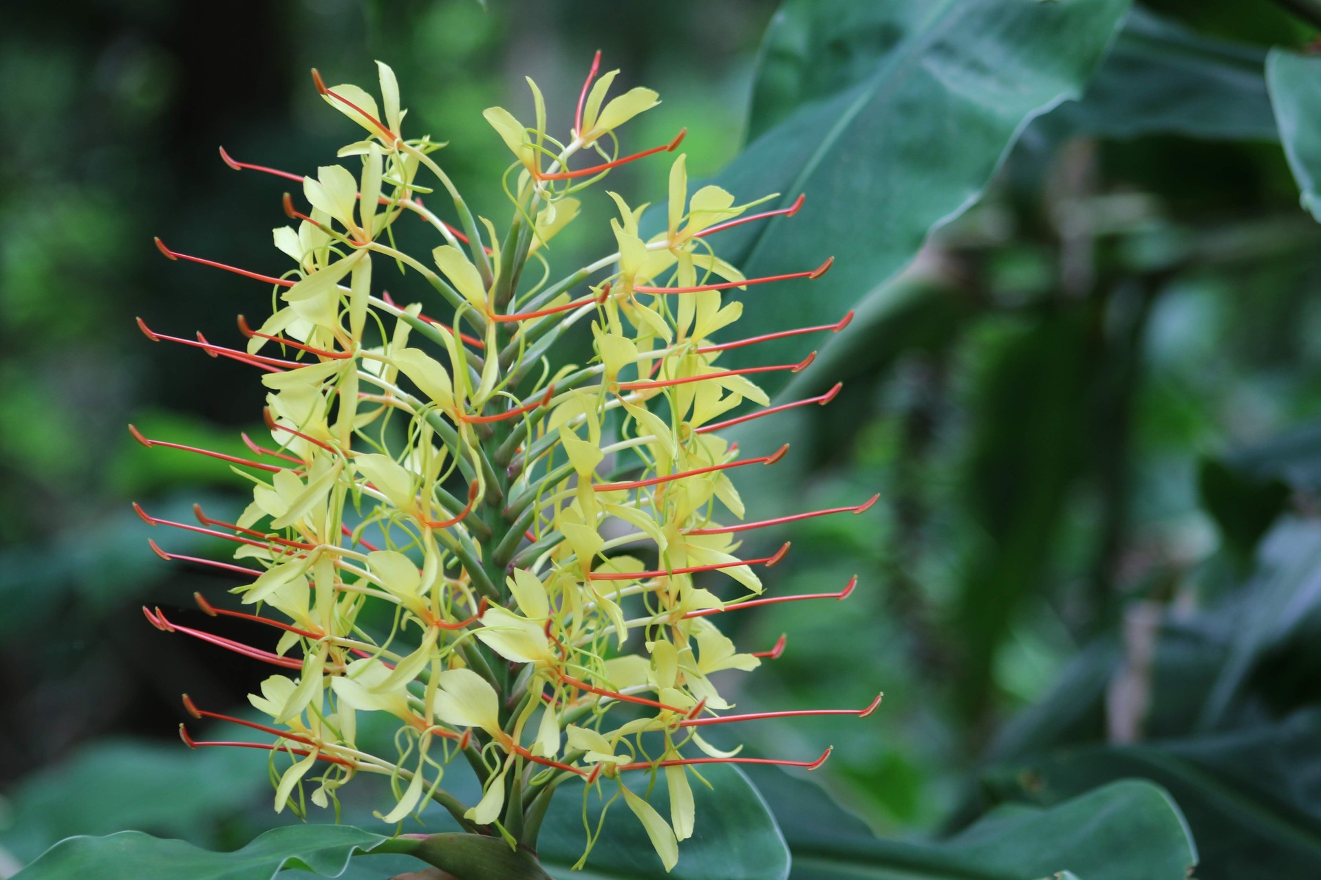 Hedychium gardnerianum, Kahili ginger