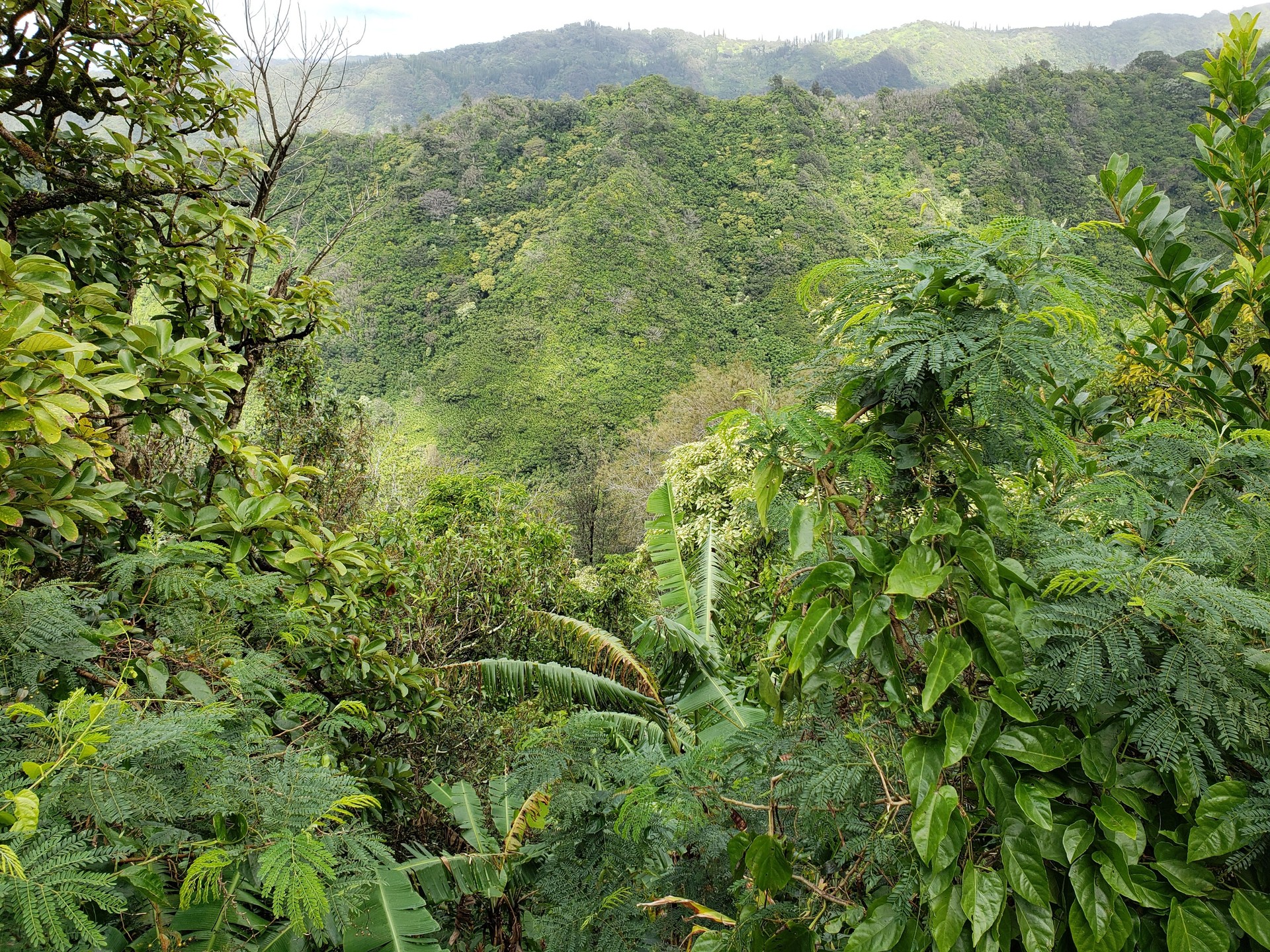 Tropical Forest of Hawaii