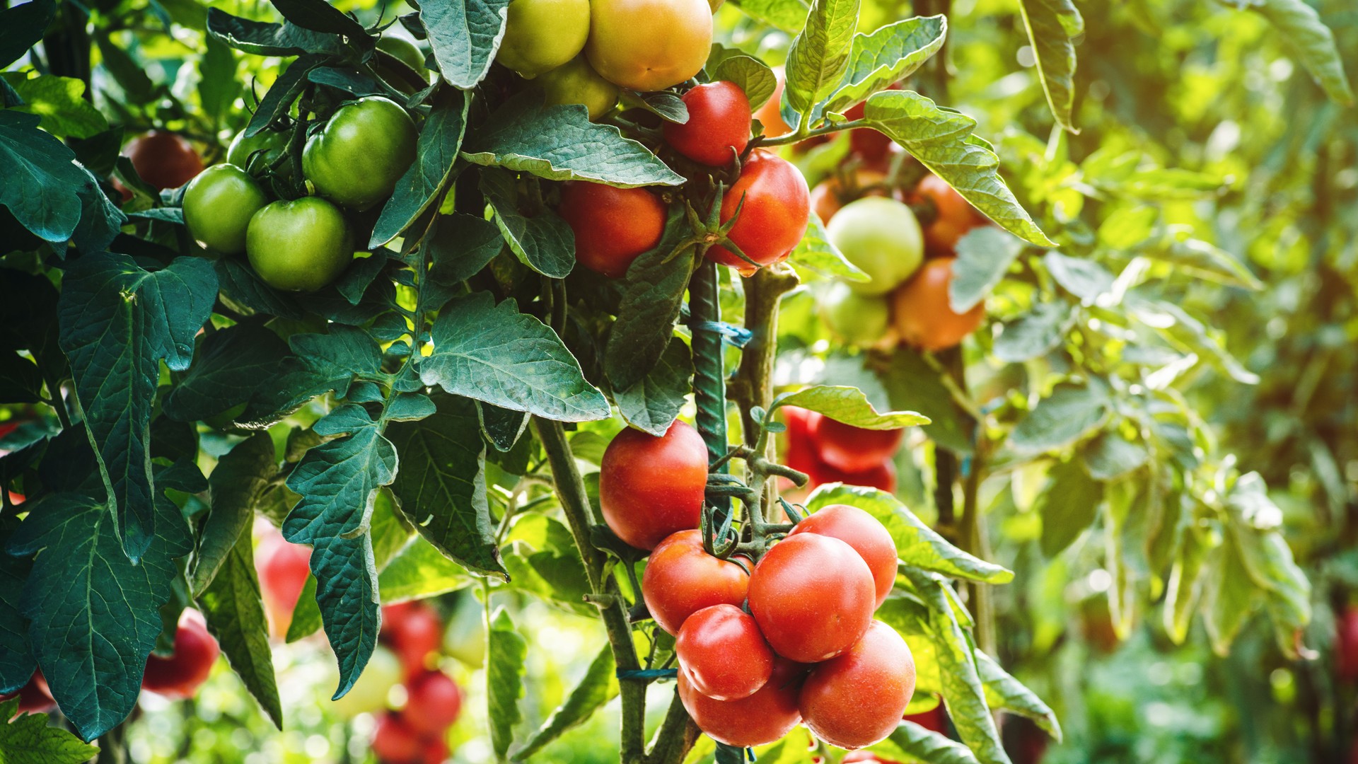 Ripe tomato plant. Fresh bunch of red natural tomatoes on a branch in vegetable garden. Blurry background and copy space for your advertising text message.A bush of ripe tomatoes in the garden.